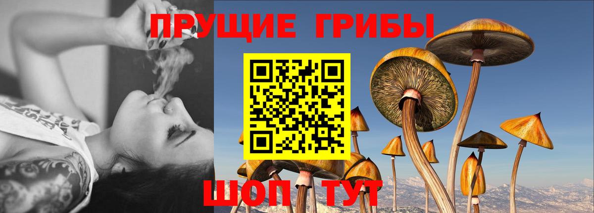 Галлюциногенные грибы Cubensis  Вход с VPN  Раменское  Галлюциногенные грибы мицелий 